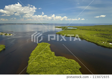 View from above of Florida everglades with green vegetation between ocean water inlets. Natural habitat of many tropical species in wetlands 113872835