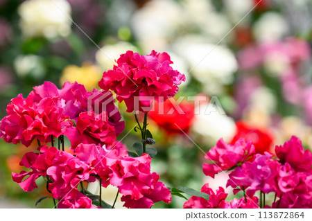 Pink and red rose flowers shining in beautiful natural light Close-up (Hanaasobi) 113872864