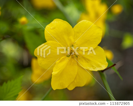 六瓣山吹花 六瓣山吹花 113872905