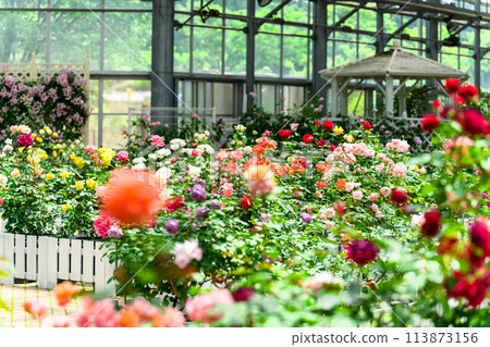 在美麗的自然光下閃耀的玫瑰花（溫室玫瑰園景觀）（Hana Asomi） 113873156