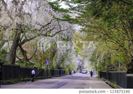 櫻花隧道街 櫻花隧道街 113873190