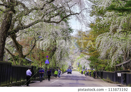 Branched cherry blossoms at the Kakunodate 113873192