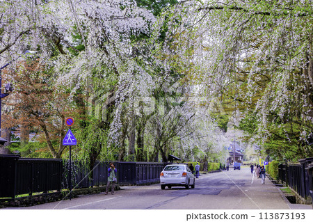 Cars running in the cherry tree tunnel 113873193
