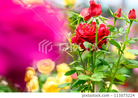Roses shining in beautiful natural light (greenhouse rose garden scenery) (Hanaasobi) 113873224