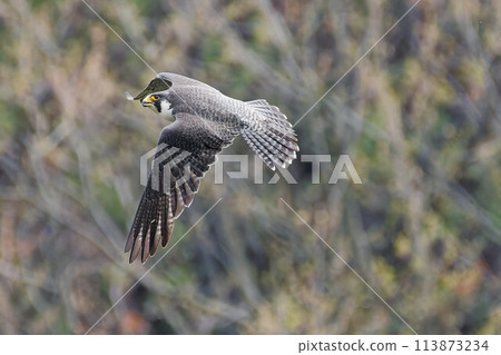 Adult Peregrine Falcon in flight Adult Peregrine Falcon in flight 113873234