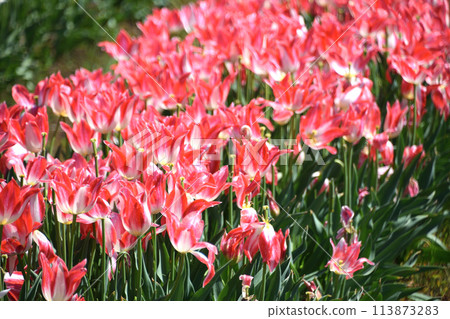 Tulip of Hatagiri Falls Tulip of Hatagiri Falls 113873283