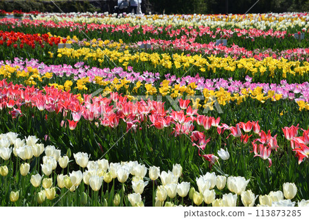 Tulip of Hatagiri Falls 113873285