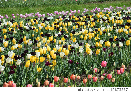 Tulip of Hatagiri Falls Tulip of Hatagiri Falls 113873287