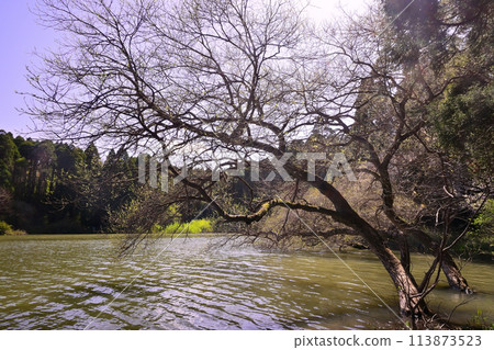 Pond Ojagaike in spring 113873523