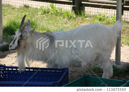 Goat in the shade 113873593