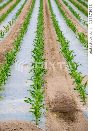 初夏在覆蓋的田地種植的玉米 初夏在覆蓋的田地種植的玉米 113873638