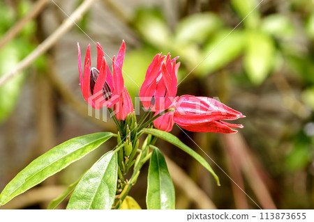 Red Pavonia intermedia, native to Brazil Red Pavonia intermedia, native to Brazil 113873655
