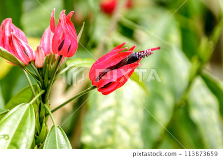 紅紫薇原產於巴西 紅紫薇原產於巴西 113873659