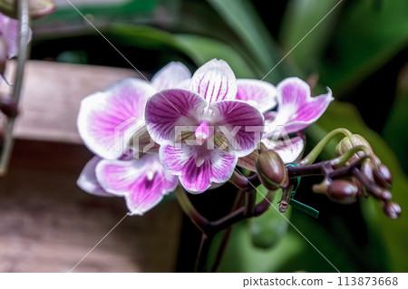 Iriomote orchid, an orchid plant native to Okinawa [Orchidaceae] 113873668