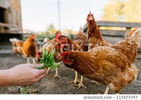 Woman's hand feeding green leaves to a group of hens on a farm. Sustainable living with free-range chicken feeding. A glimpse into eco-friendly agriculture Woman's hand feeding green leaves to a group of hens on a farm. Sustainable living with free-range chicken feeding. A glimpse into eco-friendly agriculture 113873747