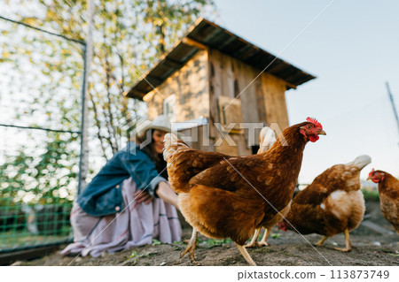 A large red hen close-up in a chicken coop while being fed by a female farmer. Eco-friendly lifestyle with free-range chicken feeding. Rural scene, organic farming A large red hen close-up in a chicken coop while being fed by a female farmer. Eco-friendly lifestyle with free-range chicken feeding. Rural scene, organic farming 113873749