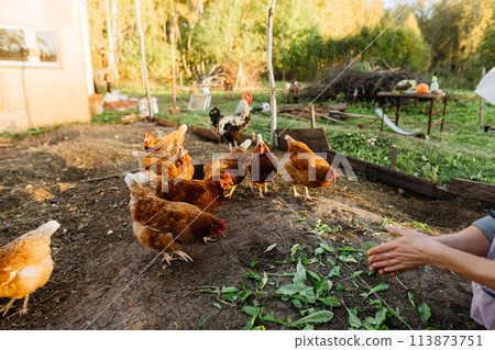 Red chickens eat fresh leaves from the farmer's hands in the chicken coop. A flock of free-range chickens enjoying fresh feed. Red chickens eat fresh leaves from the farmer's hands in the chicken coop. A flock of free-range chickens enjoying fresh feed. 113873751