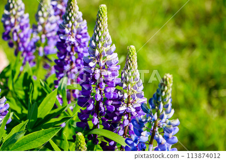 Purple lupine flowers in the sun. Blooming wild plants. Lupines field. 113874012