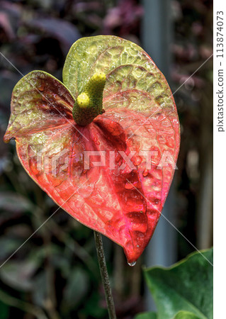 Anthurium native to tropical America and water drops [spathe] 113874073