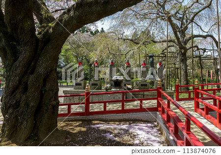 水戶大師六地藏寺的早晨【春櫻花季】 水戶大師六地藏寺的早晨【春櫻花季】 113874076