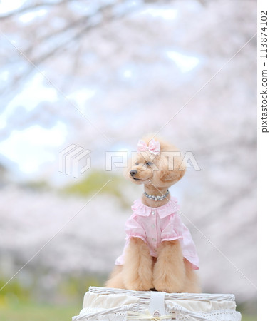 Toy poodle playing in a park with cherry blossoms Toy poodle playing in a park with cherry blossoms 113874102