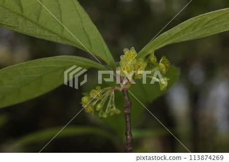 天然植物 Kuromoji，花。花期為3月至4月，葉腋內開有許多黃綠色小花。 113874269