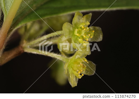 Nature Plants Kuromoji, male flower. There are nine stamens in total, three on the inside and six on the outside. Nature Plants Kuromoji, male flower. There are nine stamens in total, three on the inside and six on the outside. 113874270