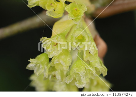 自然植物黑文字,雌花。花瓣有六片,與雄花一樣。 自然植物黑文字,雌花。花瓣有六片,與雄花一樣。 113874272