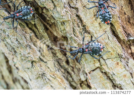 刺客蟬幼蟲 刺客蟬幼蟲 113874277