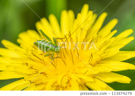 Tettigonia orientalis 幼蟲吃蒲公英花粉 Tettigonia orientalis 幼蟲吃蒲公英花粉 113874279