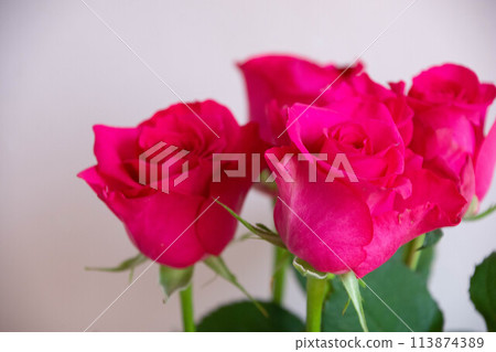 粉紅玫瑰 113874389