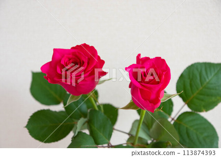 Pink roses Pink roses 113874393
