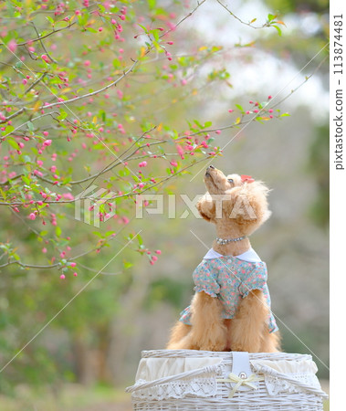 粉紅色的花朵和玩具貴賓犬 113874481