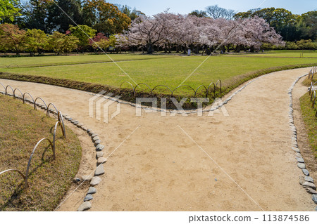 岡山縣：岡山後樂園的春天櫻花與散步道 113874586