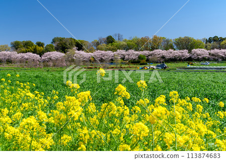 櫻花樹和油菜花 櫻花樹和油菜花 113874683
