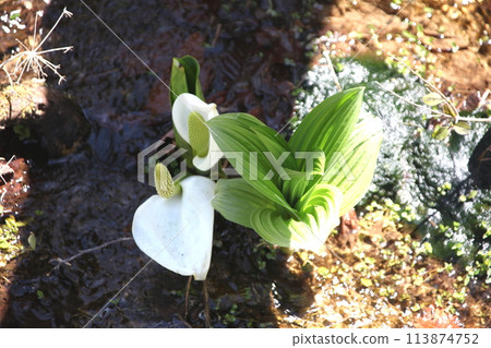 Mizubasho blooming in a wetland Mizubasho blooming in a wetland 113874752