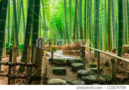 六月的鎌倉 報國寺竹園 六月的鎌倉 報國寺竹園 113874799