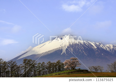 岩手山和為內單櫻花 1 113875025