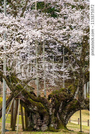 Trunk of a giant cherry tree Trunk of a giant cherry tree 113875072