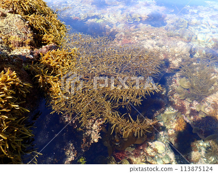 Natural hijiki 113875124