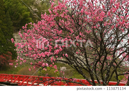 A scene with red peach blossoms and a red bridge A scene with red peach blossoms and a red bridge 113875134