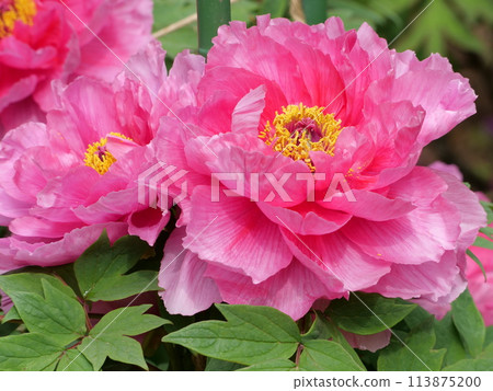 Button flower Button flower 113875200