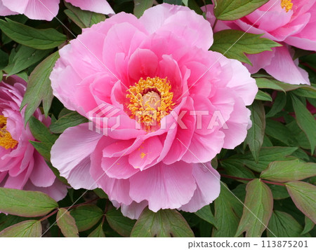 Button flower Button flower 113875201