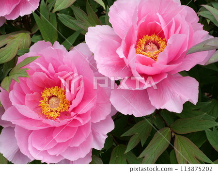 Button flower 113875202