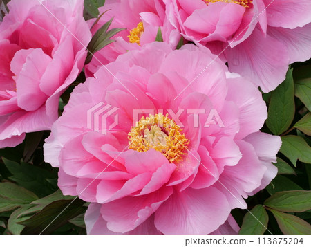Button flower 113875204