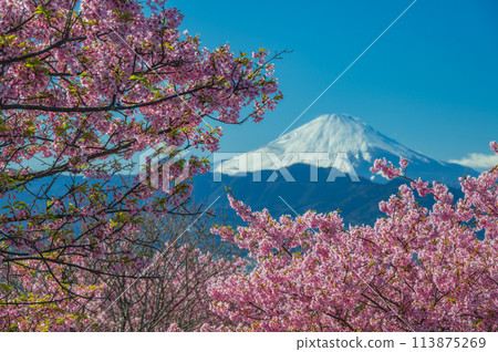Ooiyume no Sato - Kawazu cherry blossoms and Mt. Fuji Ooiyume no Sato - Kawazu cherry blossoms and Mt. Fuji 113875269