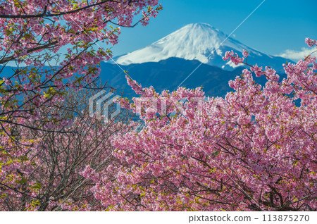 大井夢之裡:河津櫻花與富士山 大井夢之裡:河津櫻花與富士山 113875270