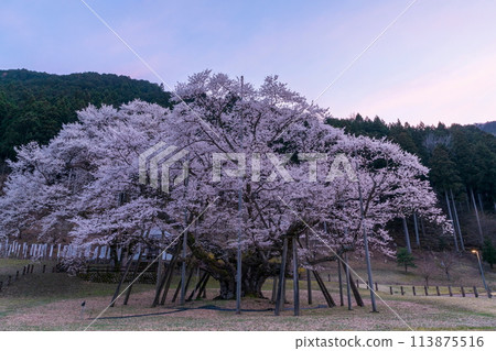 Usuzumi cherry blossoms in the evening 113875516