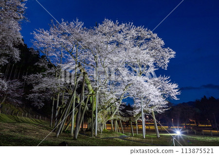 Illuminated Usuzumi cherry blossoms in full bloom Illuminated Usuzumi cherry blossoms in full bloom 113875521