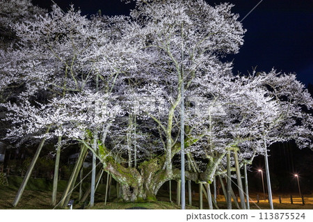 The ancient and mysterious Neozakura tree illuminated at night 113875524